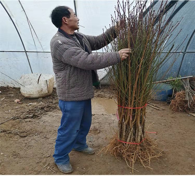 巨型冬桃苗  晚熟桃树苗 巨型冬桃树苗嫁接苗包品种南北均可种