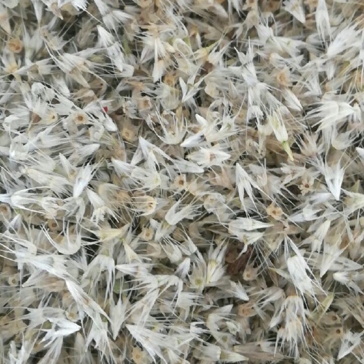 赤峰天人菊