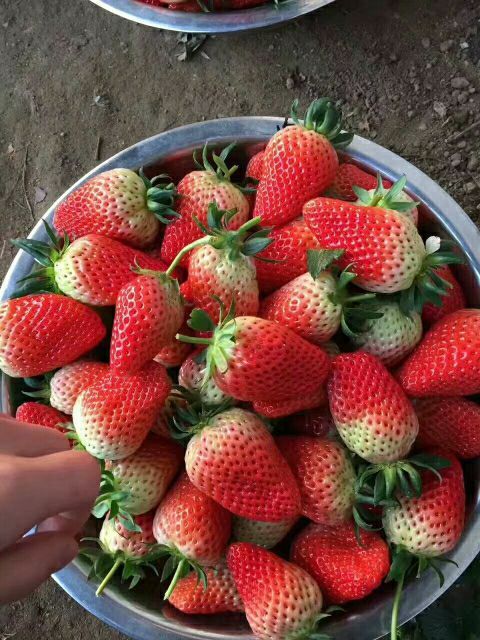 平度市 草莓供货商种植户上市