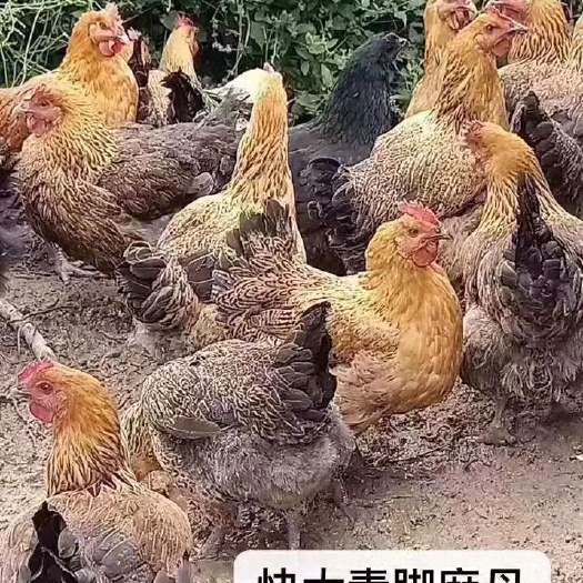 衡阳青脚麻鸡苗 快大青脚麻，青脚麻