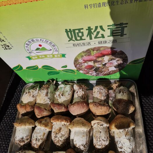 威宁县赤松茸 鲜货 5cm-7cm 未开伞 人工种植
