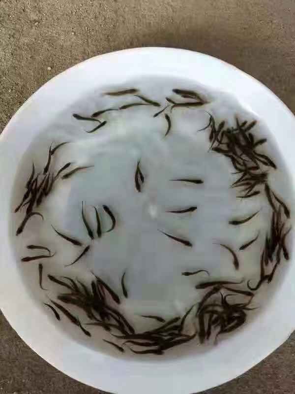 泥鰍苗 泥鰍魚苗 泥鰍魚苗+自孵水花基地直銷  一手貨源