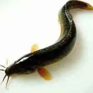 真泥鳅苗 泥鳅鱼苗  泥鳅鱼苗+自孵水花基地直销  一手货源