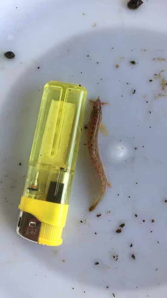 真泥鳅苗 泥鳅鱼苗  泥鳅鱼苗+自孵水花基地直销  一手货源