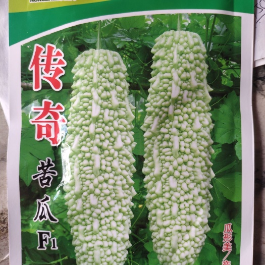 白玉苦瓜种子  传奇苦瓜 中早熟 瓜淡绿有光泽长刺溜