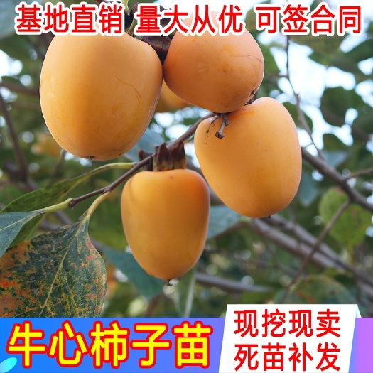 平邑县牛心柿苗 优质嫁接苗现挖现卖  成活率高  死苗免费补发