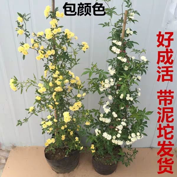 甜蜜红木香花苗爬藤植物白黄木香花苗盆栽四季特大花攀爬浓香红