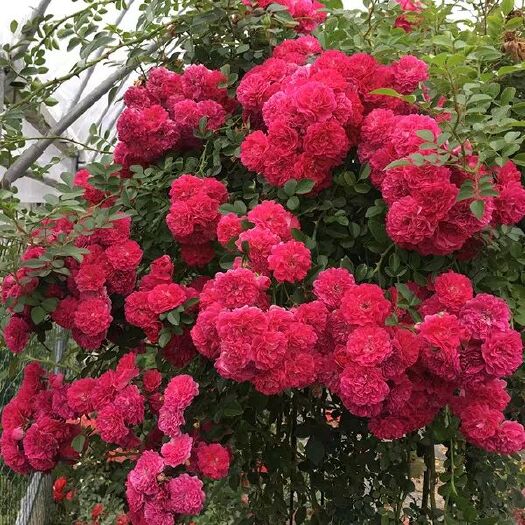 沭阳县甜蜜红木香花苗爬藤植物白黄木香花苗盆栽四季特大花攀爬浓香红