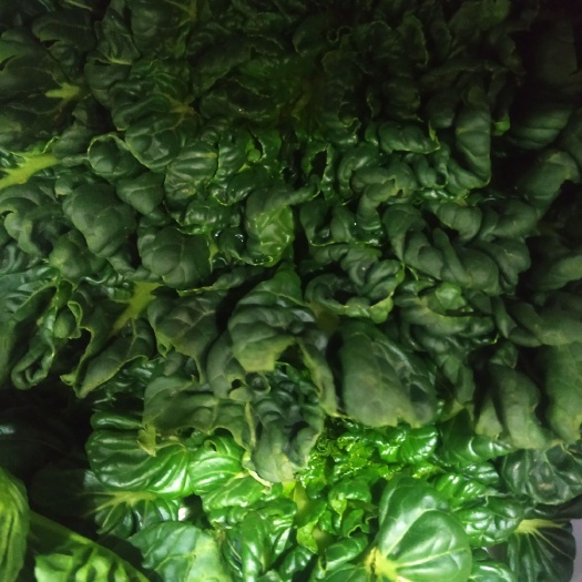 郑州黑叶小白菜 新鲜的黑白菜，欢迎品尝。