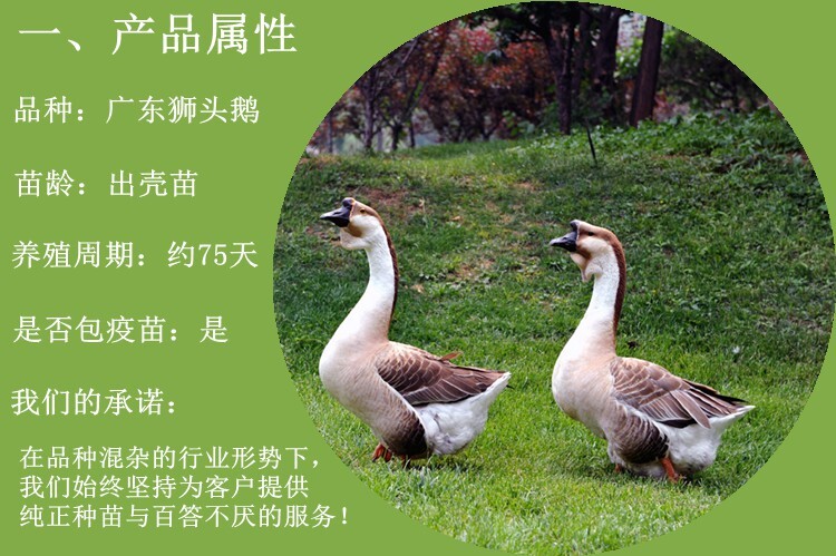 南宁 大种狮头鹅苗包邮包成活