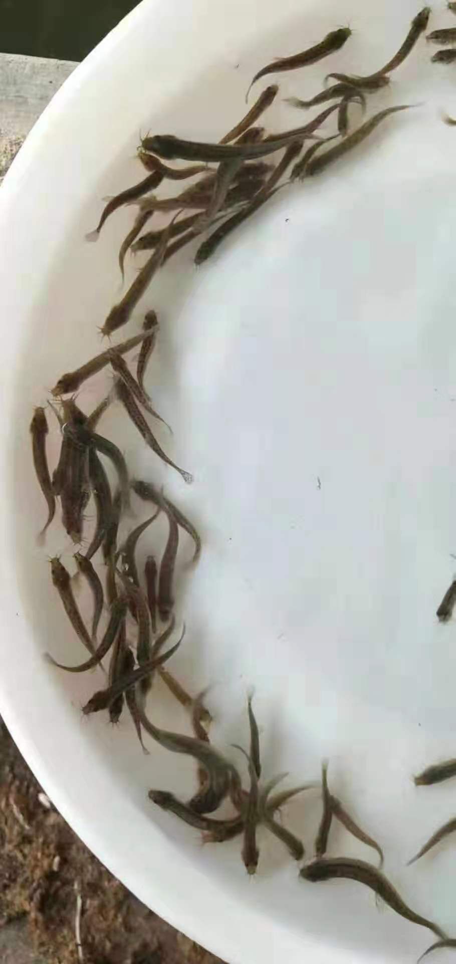 真泥鳅苗 泥鳅寸苗  泥鳅鱼苗+自孵水花基地直销  一手货源