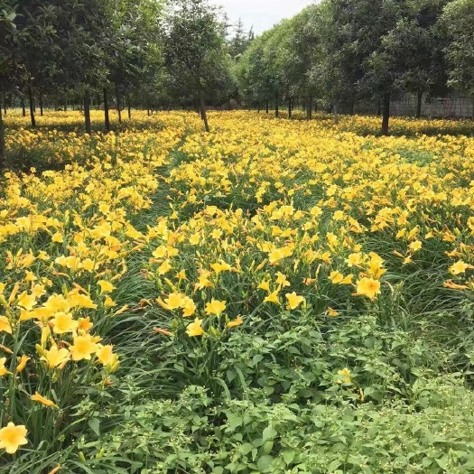 成都 金娃娃萱草，黄百合，四川萱草基地出售，成都萱草批发价格