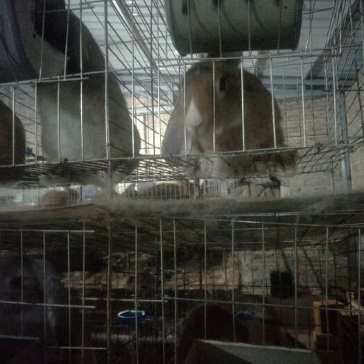 建水县肉兔 量大送货上门