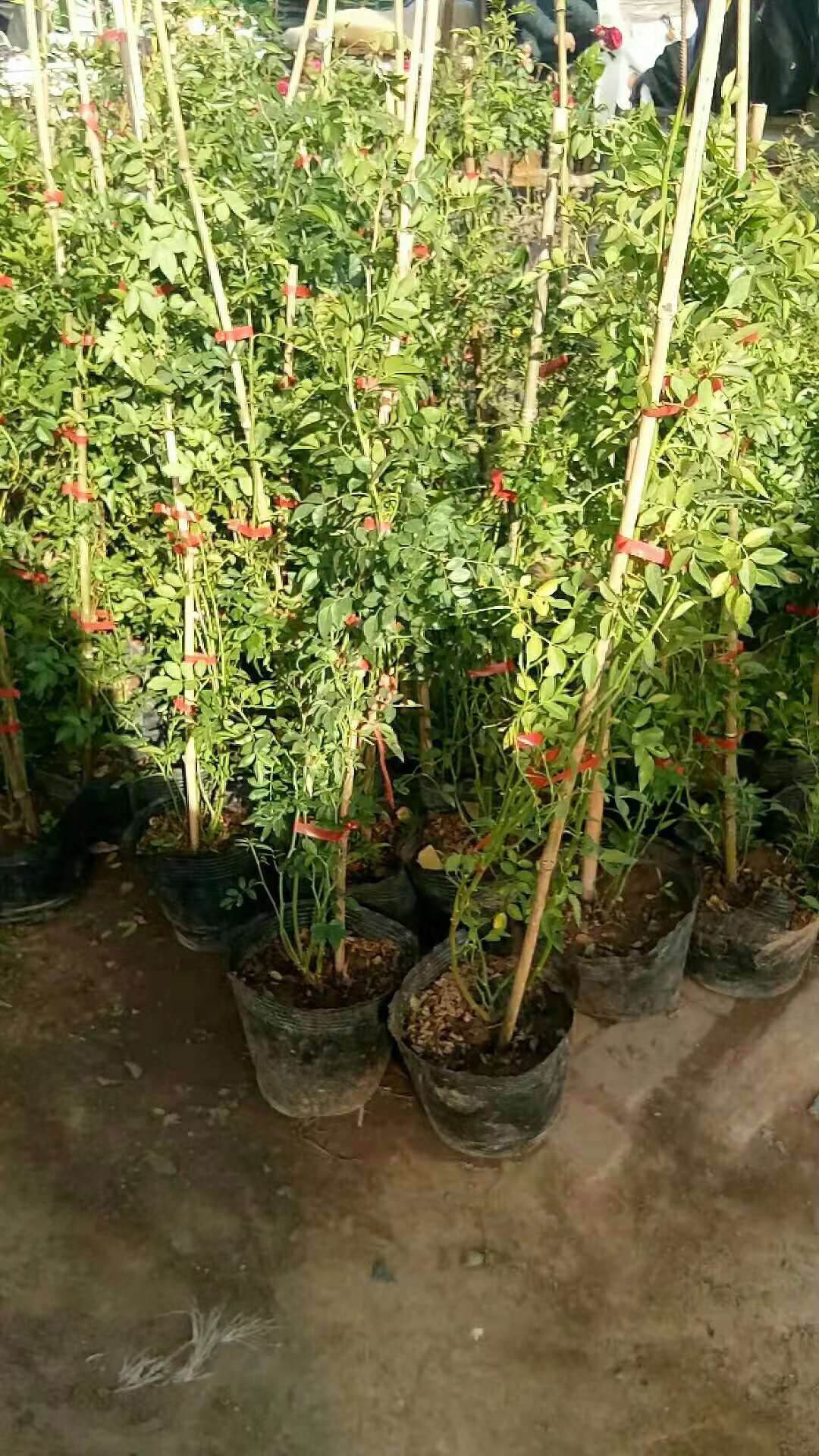 甜蜜红木香花苗爬藤植物白黄木香花苗盆栽四季特大花攀爬浓香红