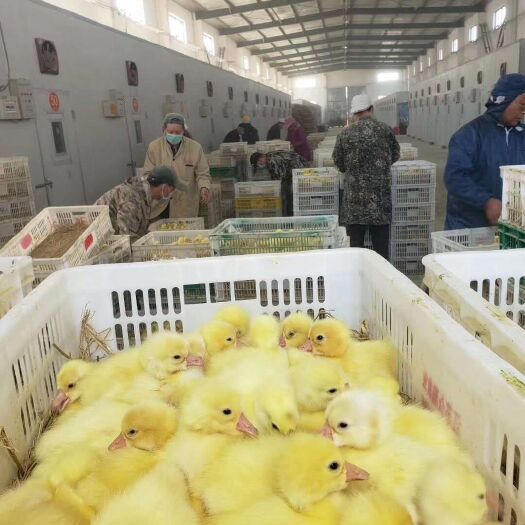 桐城市 鹅苗鸭苗批发