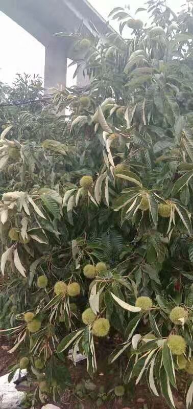 瑞金市 每天现剥的新鲜板栗，批发零售