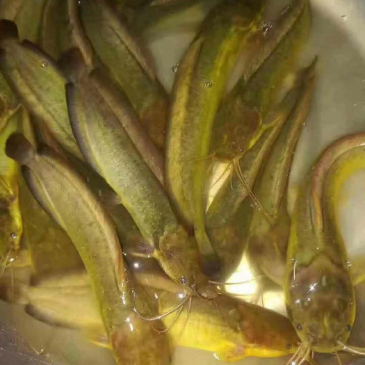 广州 本地塘鲺鱼苗  杂交三黄塘鲺鱼苗  塘角鱼苗+供应水花