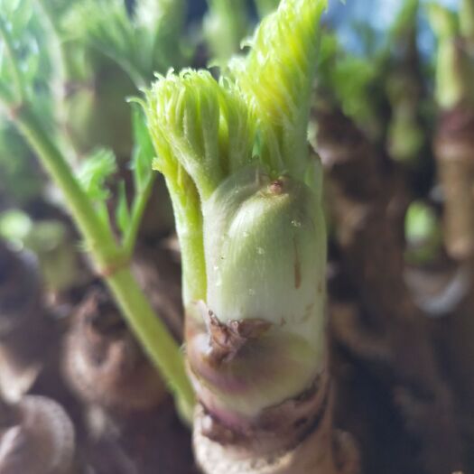 刺嫩芽种苗  刺老芽苗  刺嫩芽苗 刺嫩包 乌龙头 雀不落