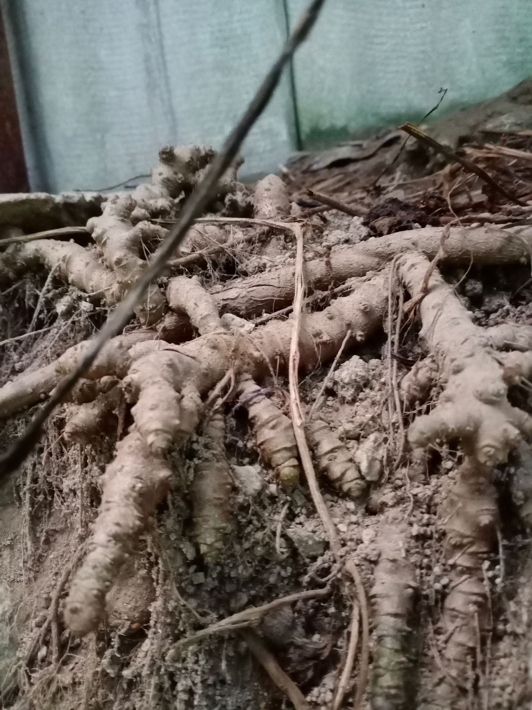 天然生长藤三七 新鲜现摘现卖