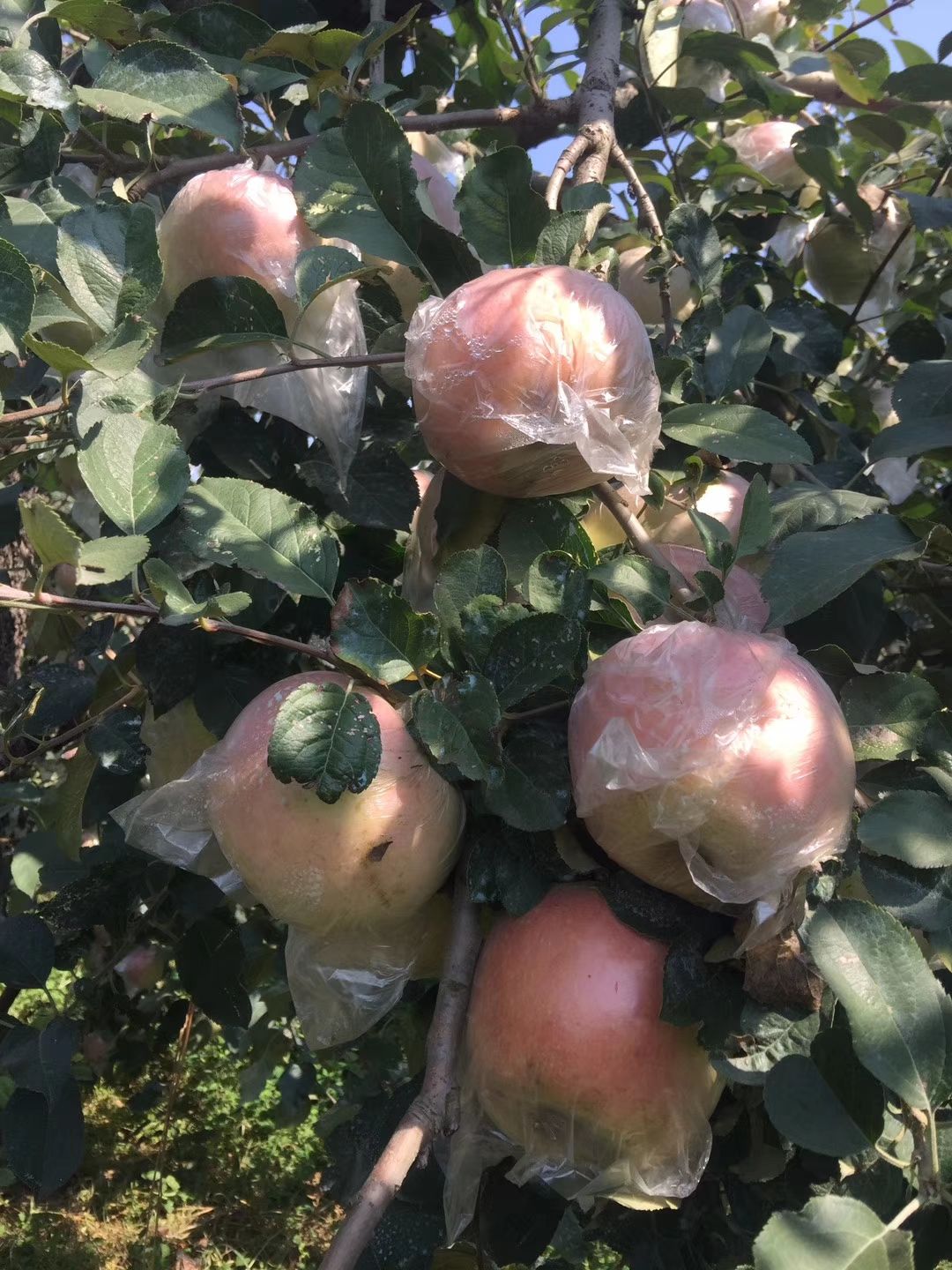  批发红富士苹果，0.78-0.9元一斤，价格优惠，货源充足