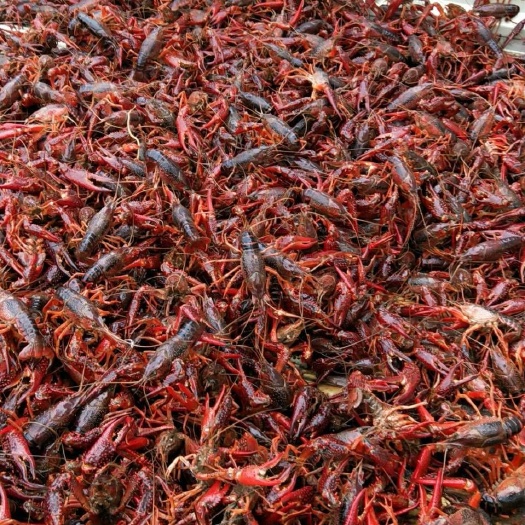 淮安清水小龙虾 小刘水产商行常年供应鲜活虾，规格齐全，