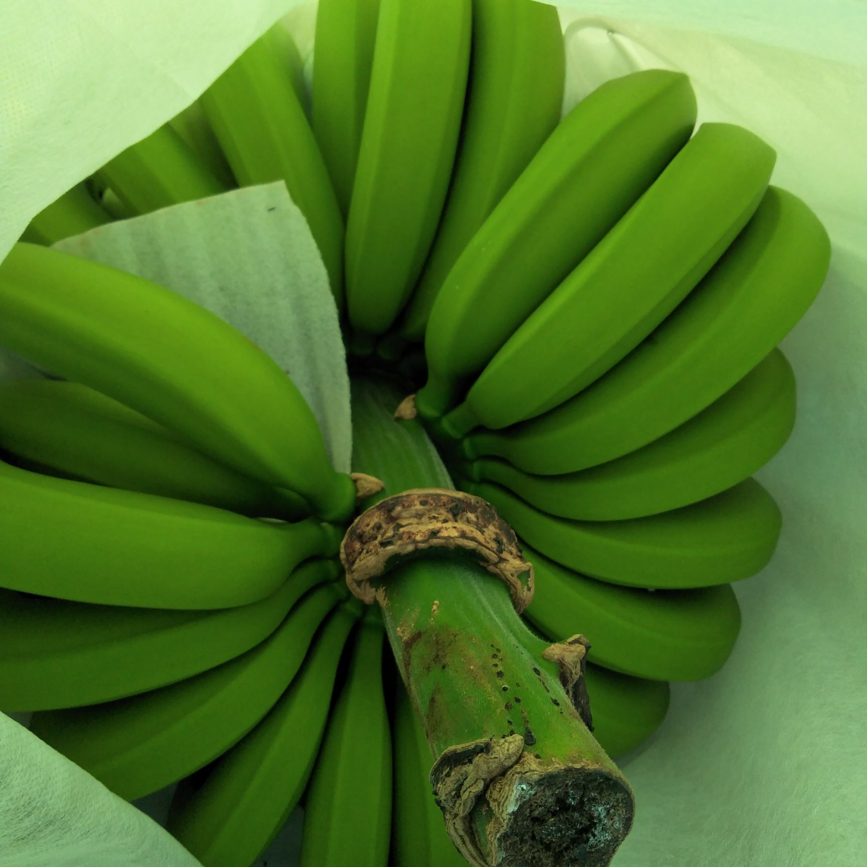 西双版纳香蕉 货好价低