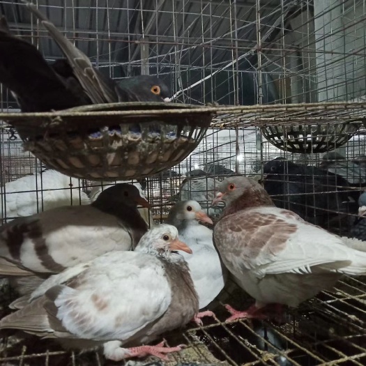 濮阳县肉鸽 400-500克