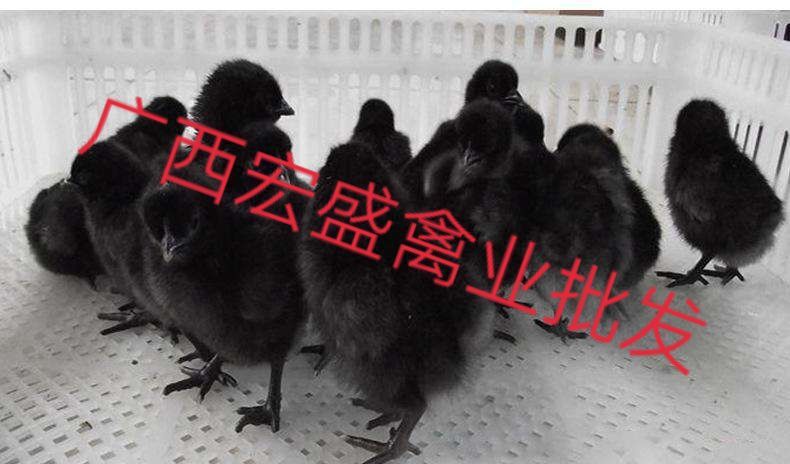 南宁 五黑一绿壳蛋鸡苗 可自提 可托运专业孵化厂家直销