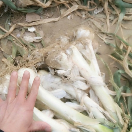 安国市鸡腿大葱 30~50cm 毛葱