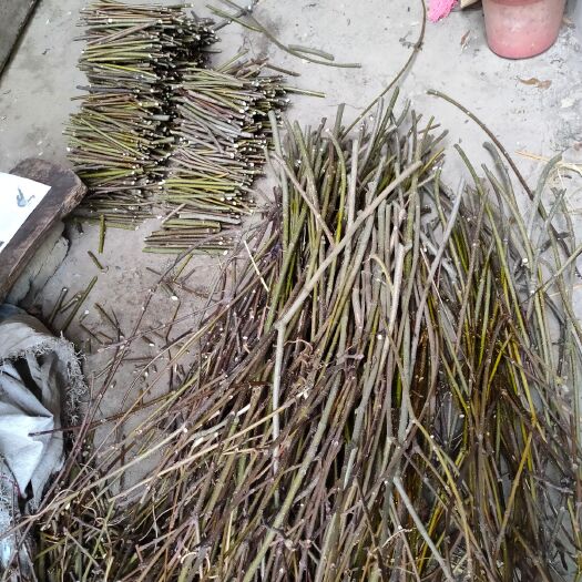 樟树市 江西中花吴茱萸枝条