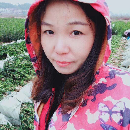 湘林210茶樹苗  嫁接良種各品系油茶苗包郵