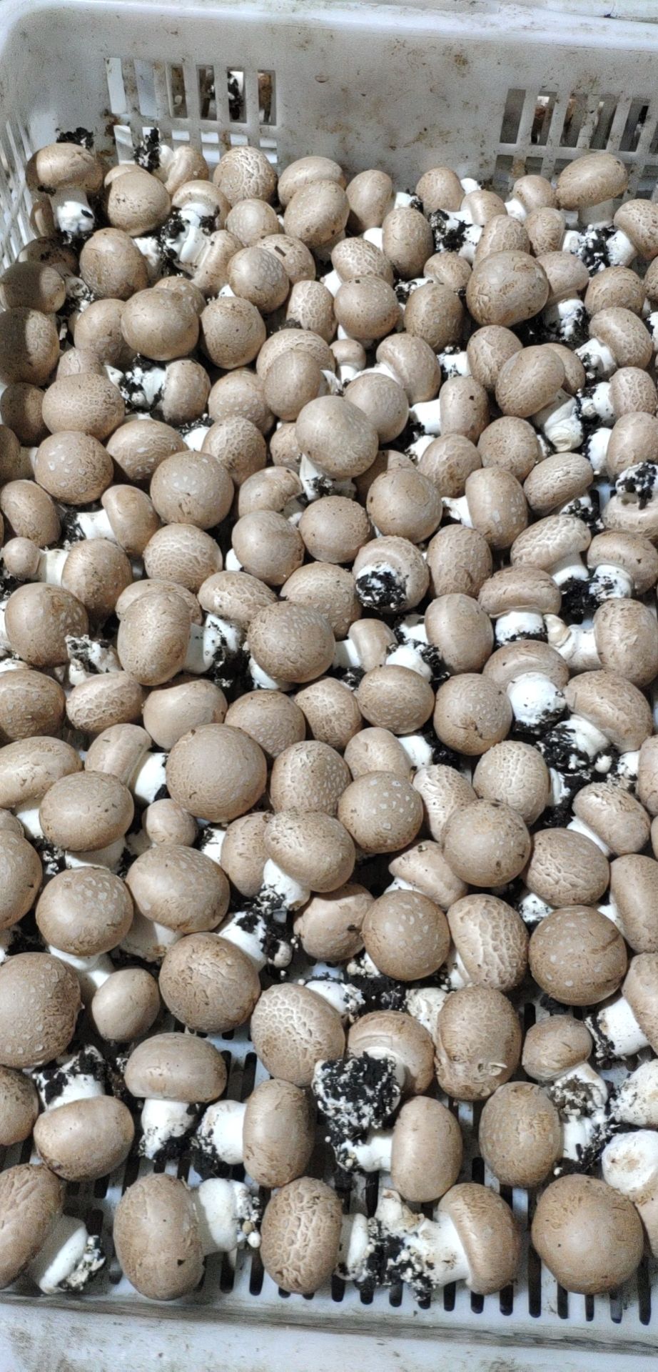 褐蘑 人工种植 鲜货