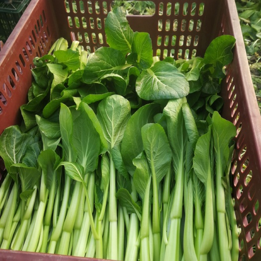 上海青菜心 菜心