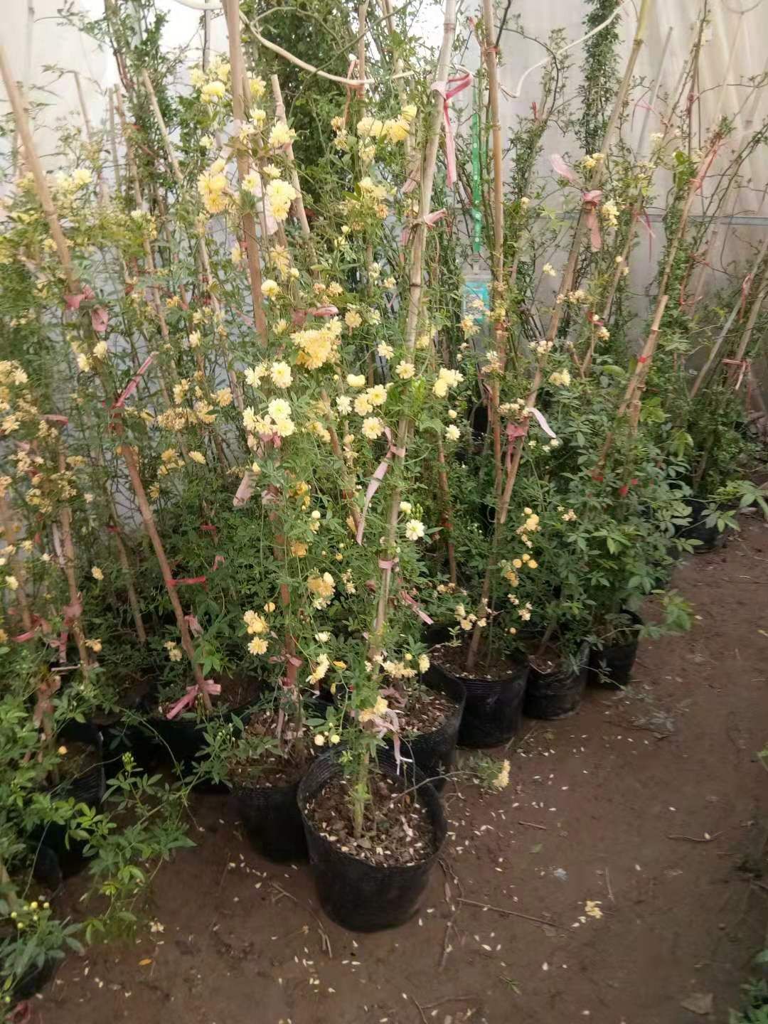 甜蜜红木香花苗爬藤植物白黄木香花苗盆栽四季特大花攀爬浓香红