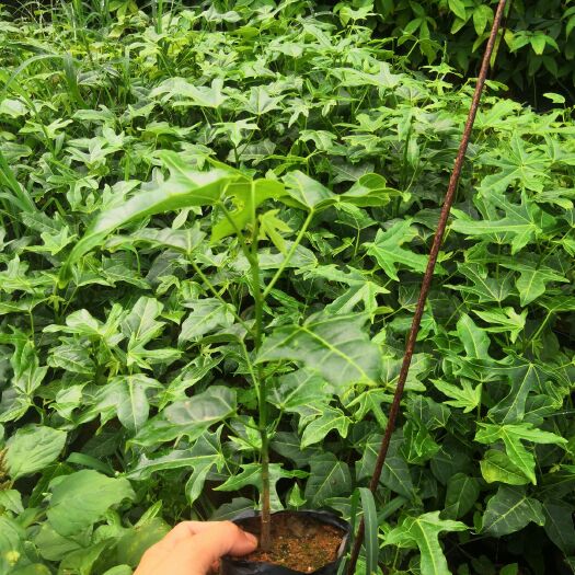 广州澳洲火焰木树苗火焰木南方庭院花苗花树绿化种植物风景树