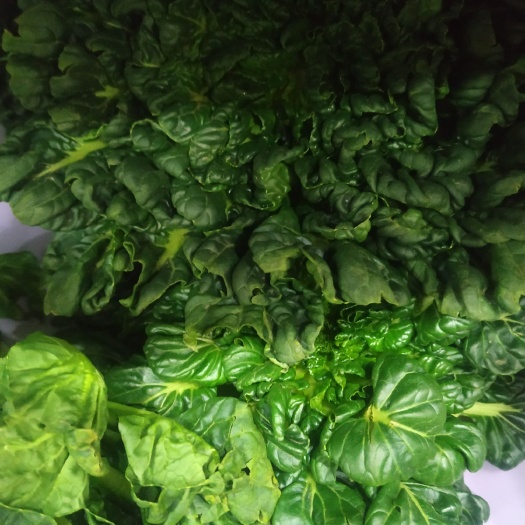 郑州黑叶小白菜 谢谢惠顾