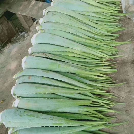 周口美国库拉索芦荟美容叶片 食用叶片 包邮
