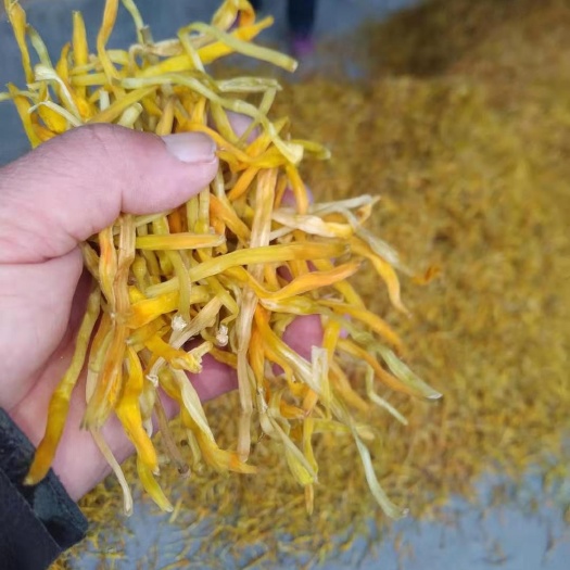 聊城 黄花菜干