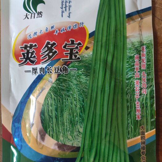 南靖县油青豆角种子  荚多宝豆角种子