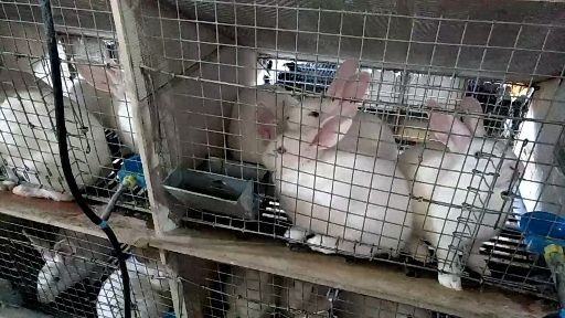 新沂市新西兰兔 大量出售新西兰肉兔比利时杂交肉兔种兔孕兔兔苗兔种量大从优