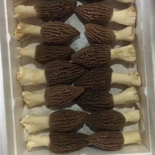 成都羊肚菌 基地直销