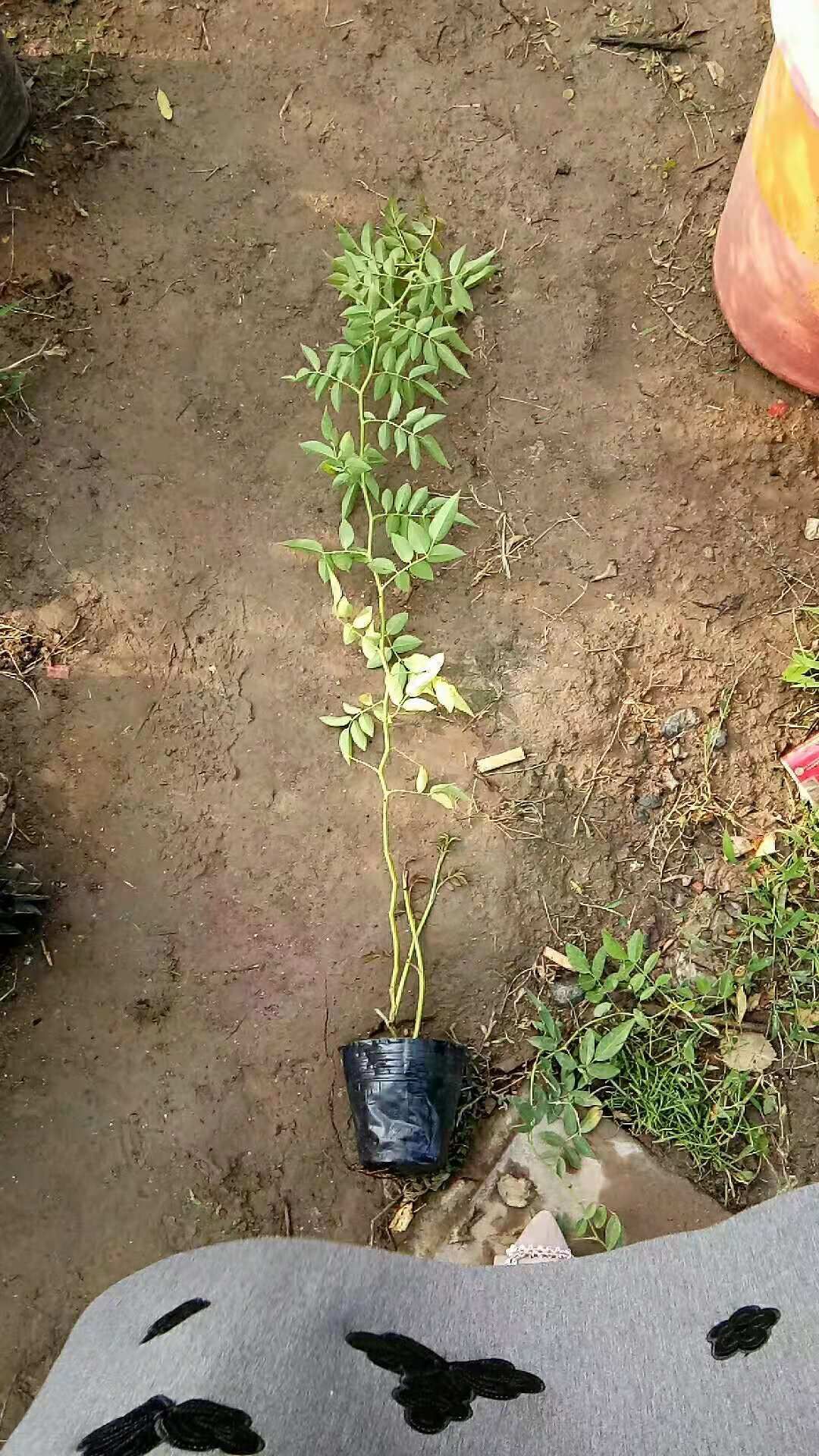 甜蜜红木香花苗爬藤植物白黄木香花苗盆栽四季特大花攀爬浓香红