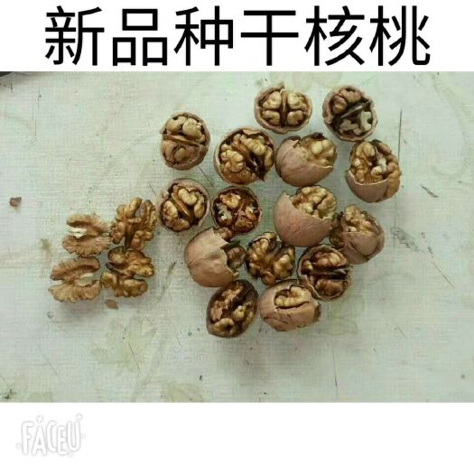 渭南 新品种  干核桃 香玲