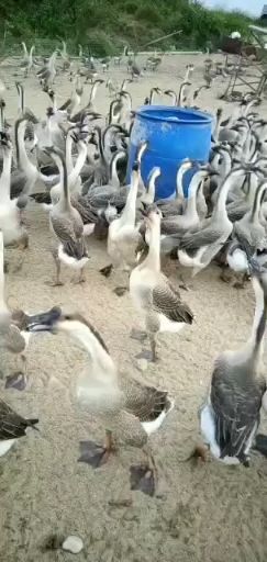 南宁 马岗鹅苗孵化场直销包打疫苗包运输成活