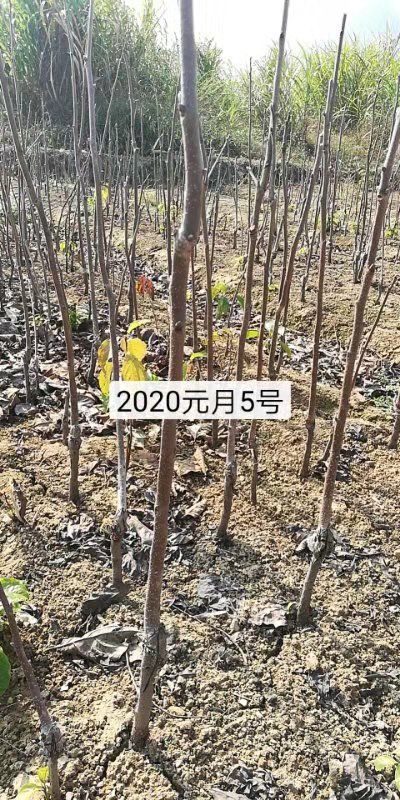 太秋甜柿苗  大(太)秋甜柿苗 保证正品苗