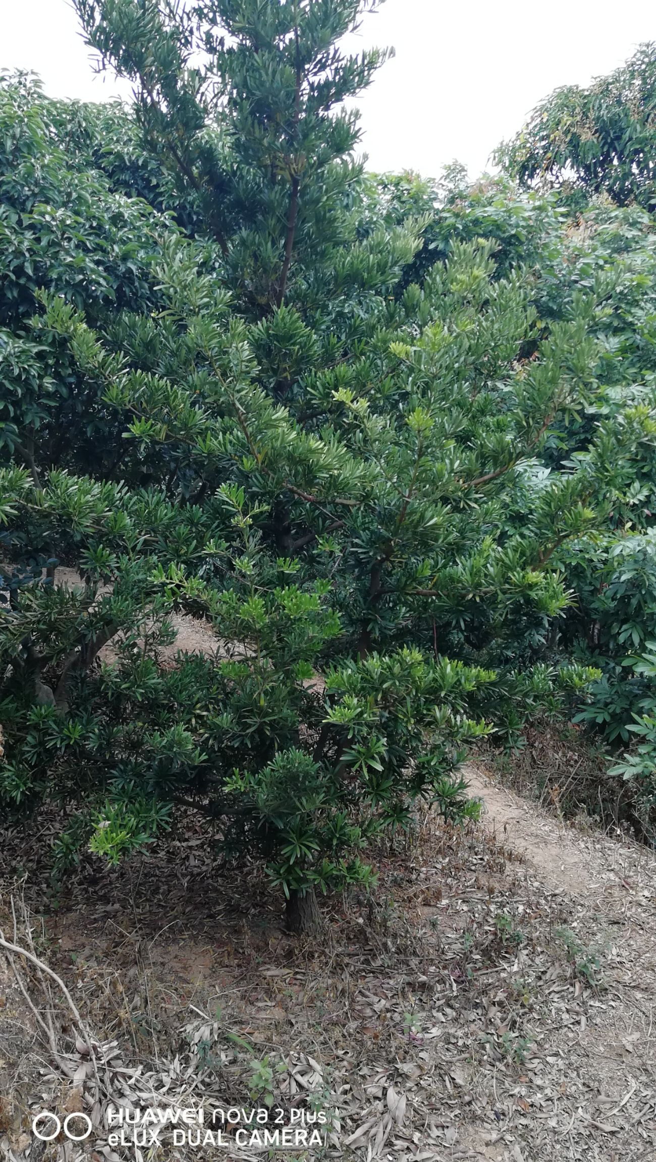  罗汉松