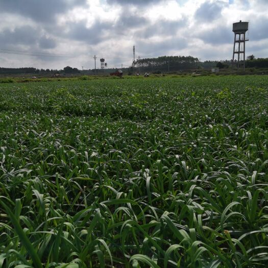 临高县 深井水浇灌，农家基肥，无公害青蒜苗基地