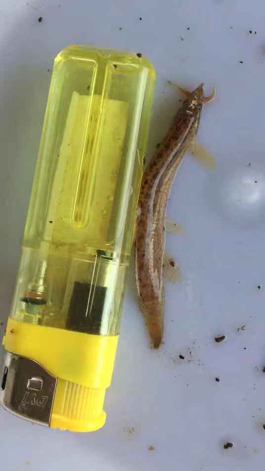 真泥鳅苗 泥鳅鱼苗  泥鳅鱼苗+自孵水花基地直销  一手货源