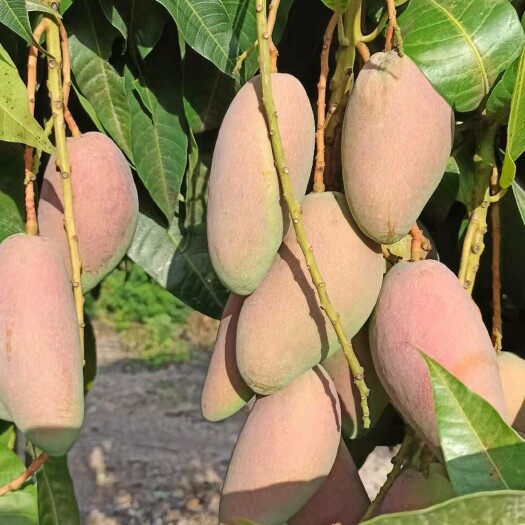 白沙县红金龙芒果  红金龙
