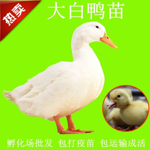 南宁 桂柳鸭苗批发樱桃谷价格孵化场直销